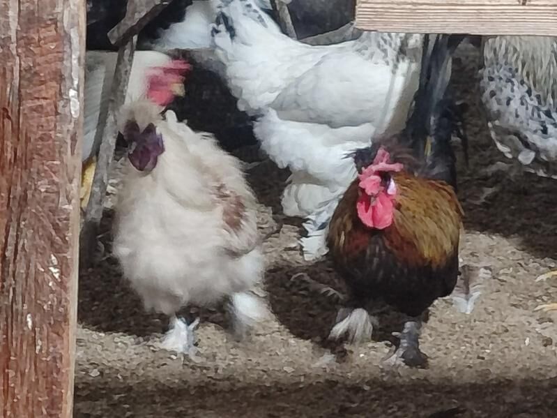 Товук хоразлар. - Туркменабат - img 10