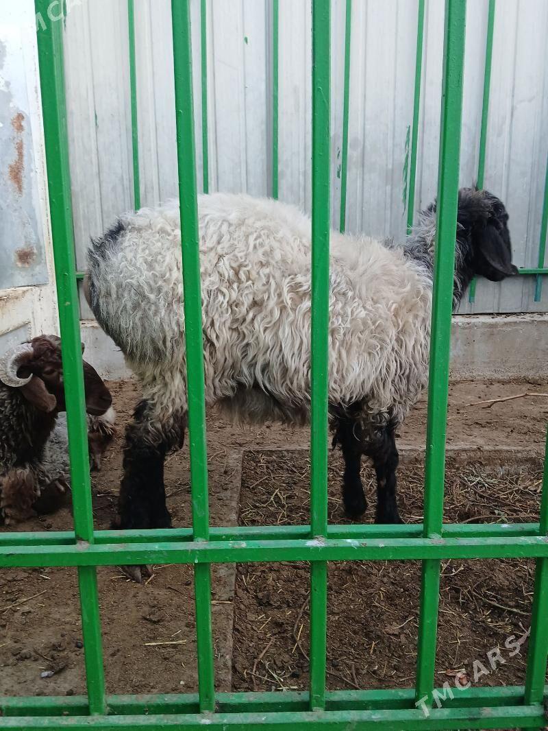 Goÿun - Aşgabat - img 2