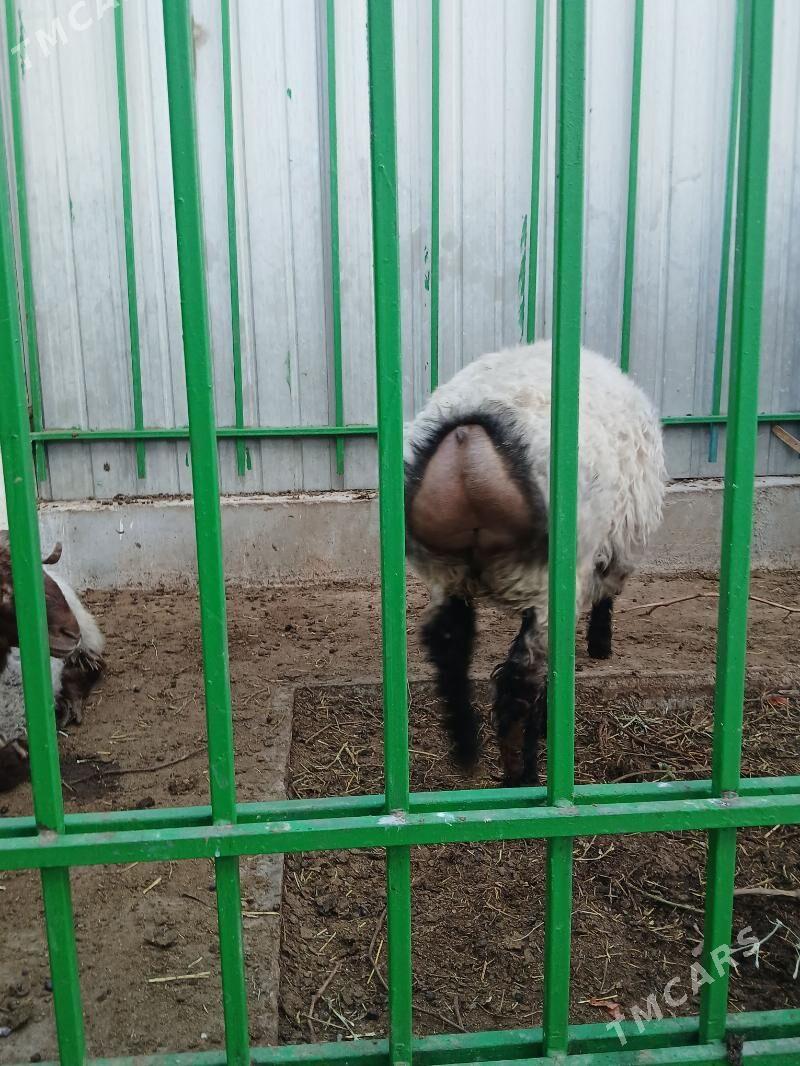 Goÿun - Aşgabat - img 3