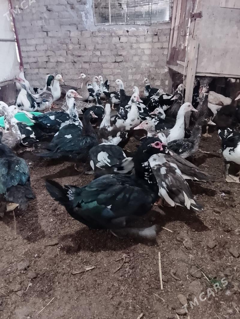 мускус догуп дуран - Туркменабат - img 5