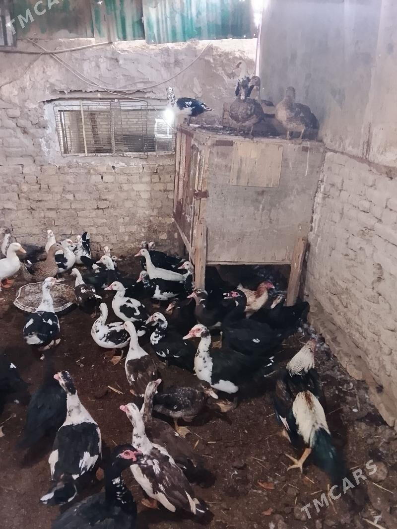 мускус догуп дуран - Туркменабат - img 3