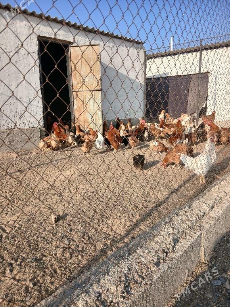 Towuk - Кака - img 2