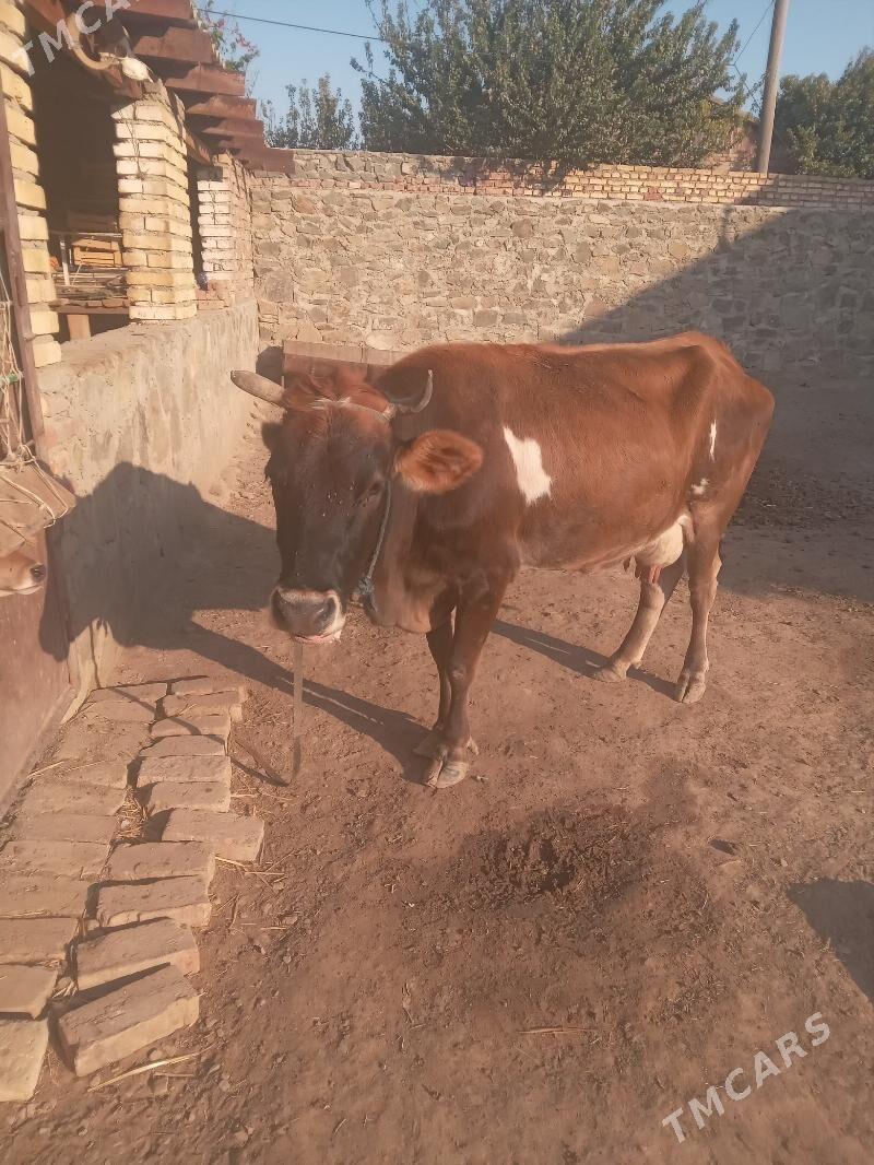 Göleli sygyr - Bereket - img 1