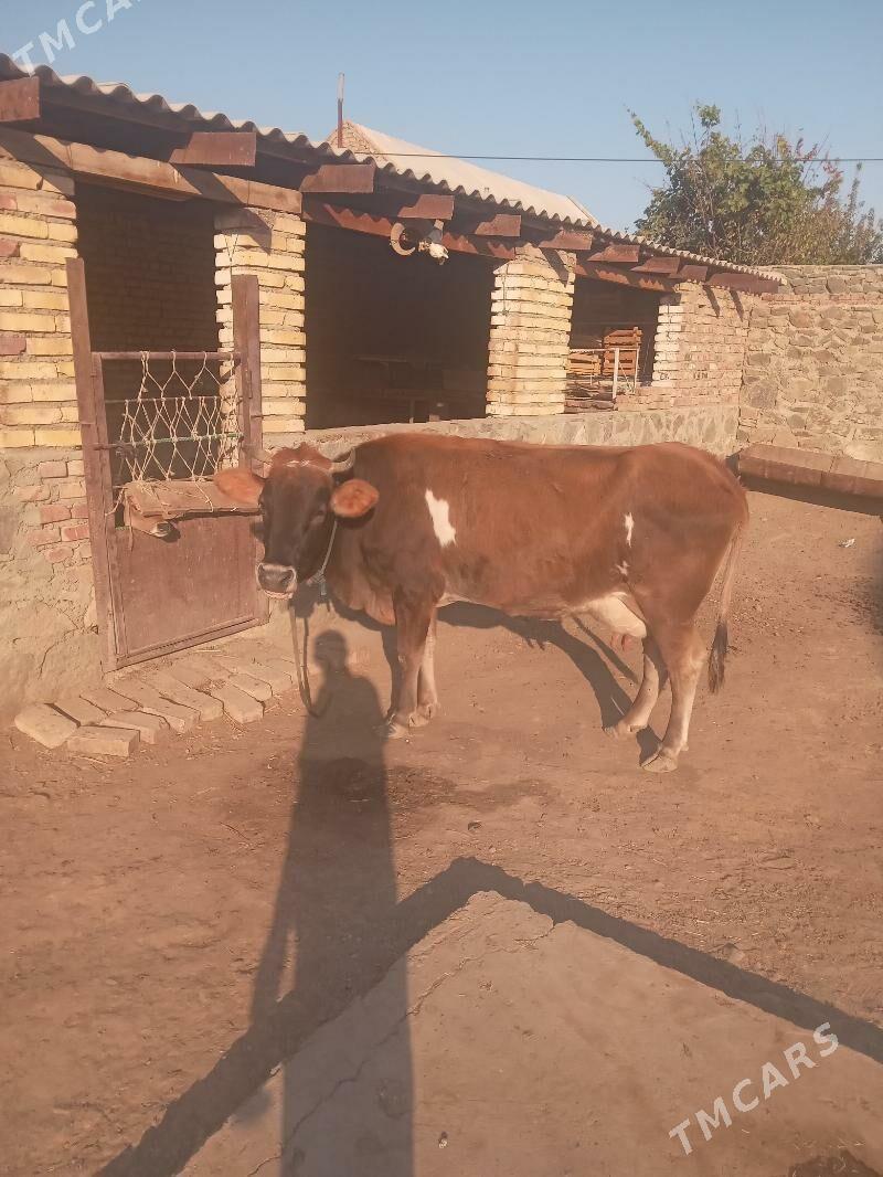 Göleli sygyr - Bereket - img 2