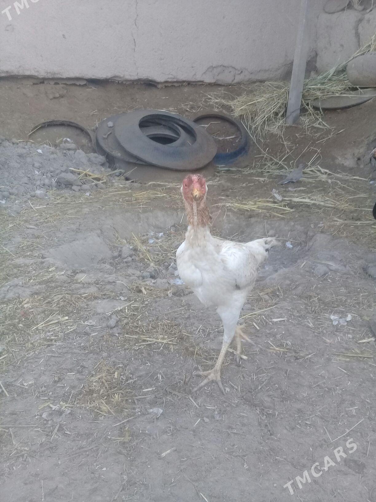 kokan towuk - Gurbansoltan Eje - img 2