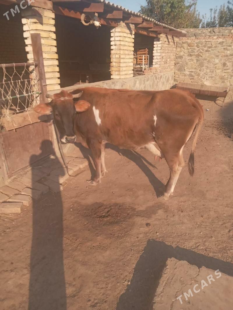 Göleli sygyr - Bereket - img 3