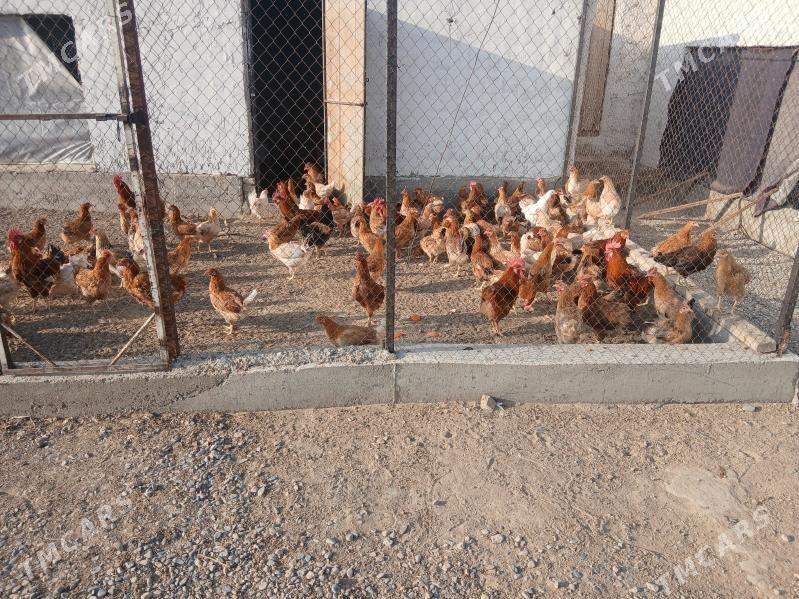 Towuk - Кака - img 3