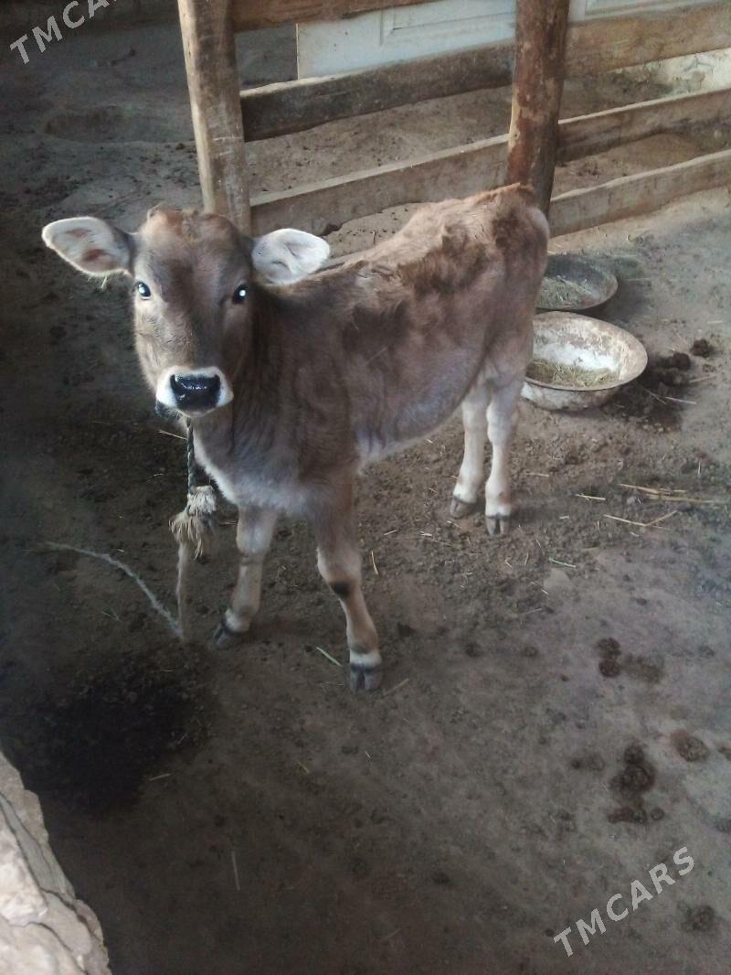 Göleli sygyr - Bereket - img 6