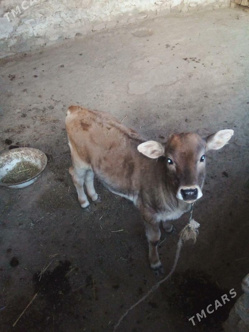 Göleli sygyr - Bereket - img 5