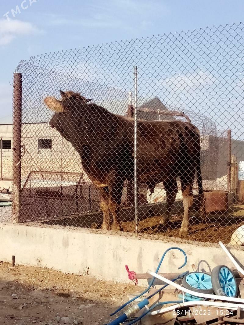 okiz - Gyzylarbat - img 5