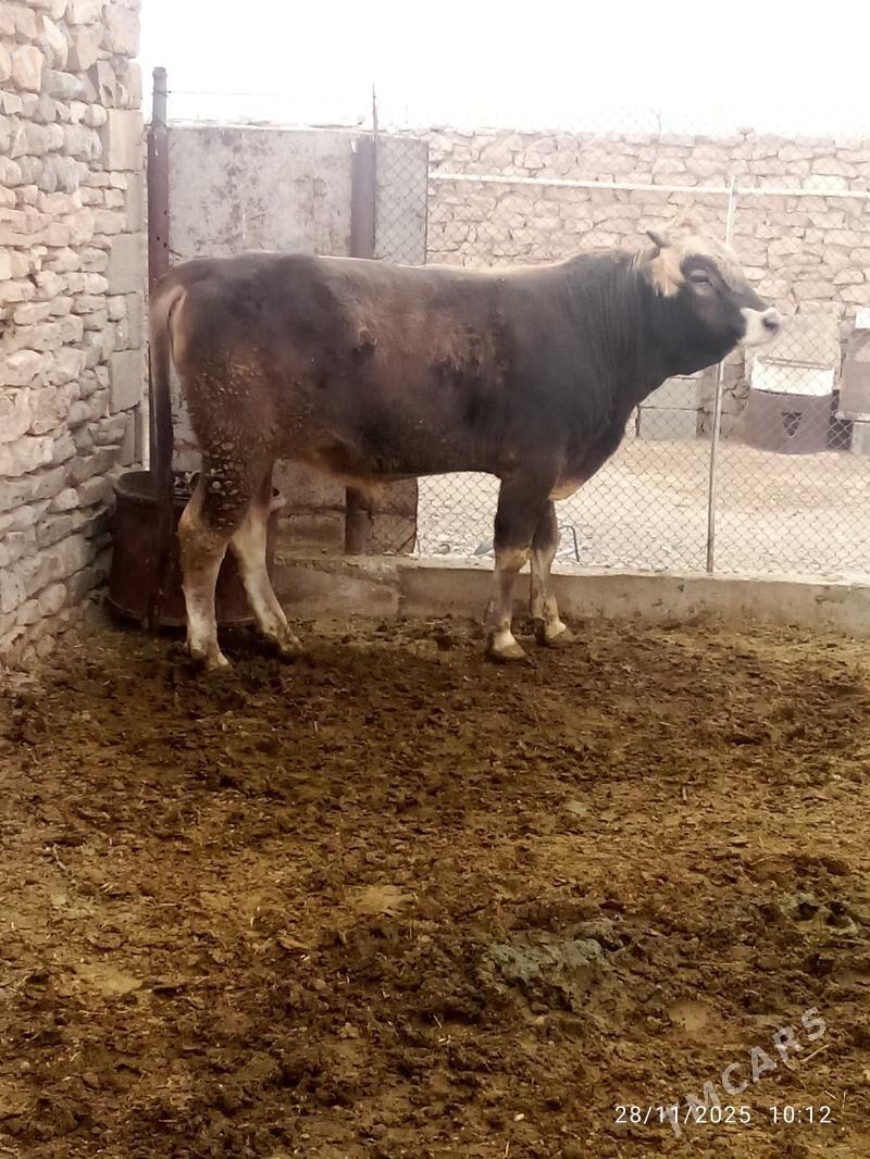 okiz - Gyzylarbat - img 2