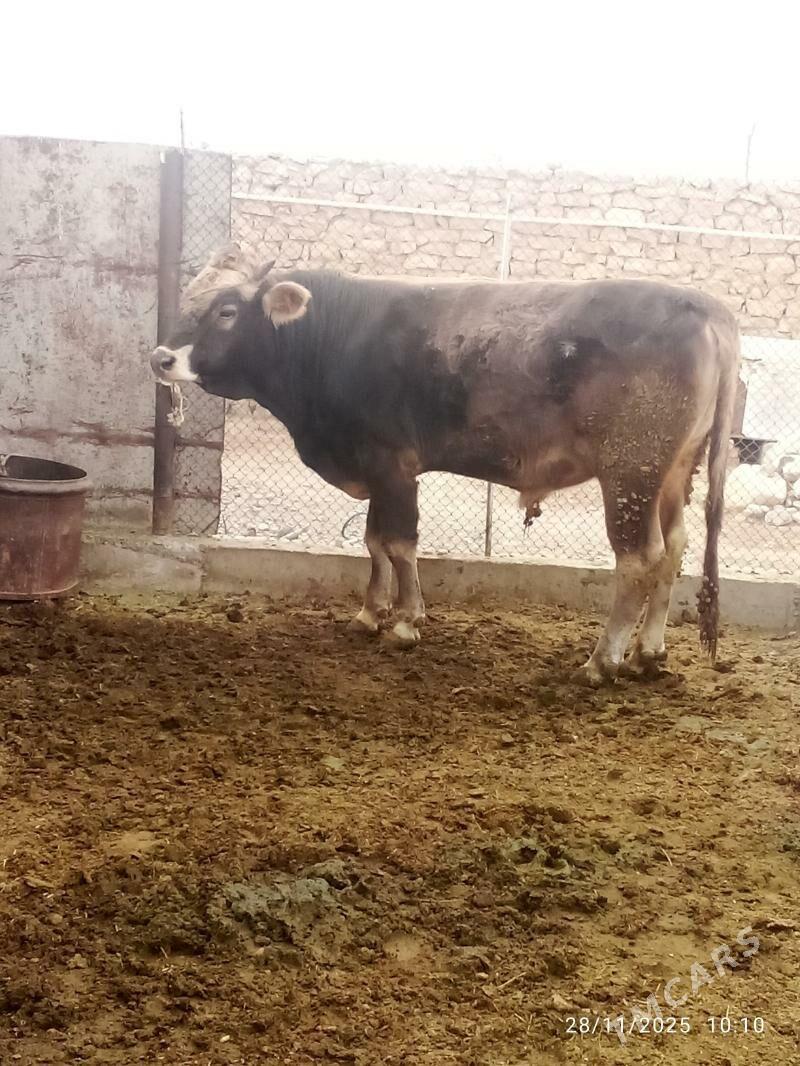 okiz - Gyzylarbat - img 4