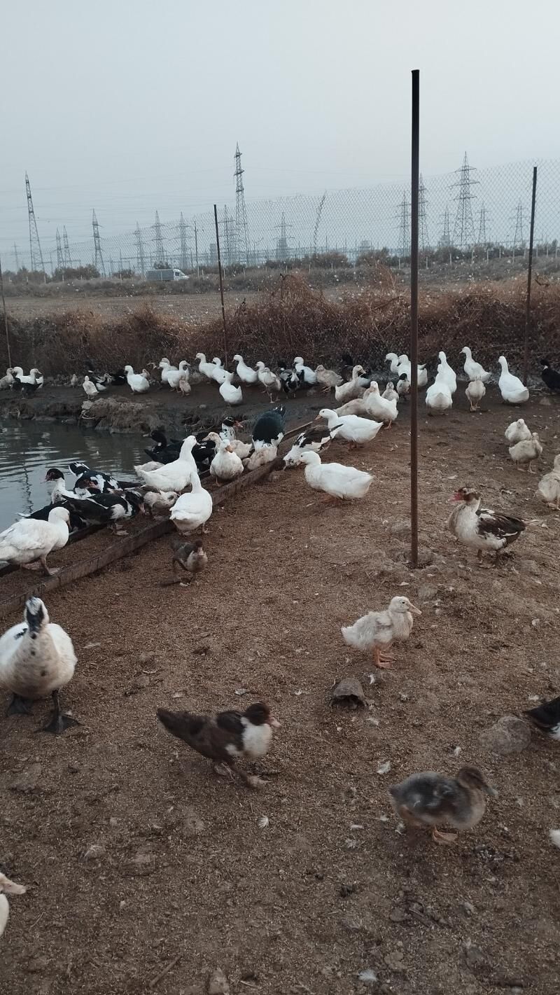 gaz - Ак-Бугдайский этрап - img 3