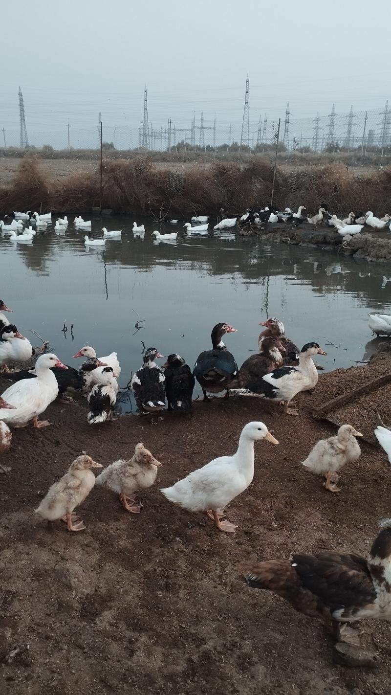 gaz - Ак-Бугдайский этрап - img 2