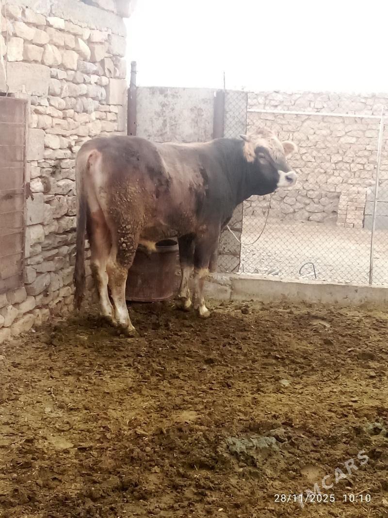 okiz - Gyzylarbat - img 3