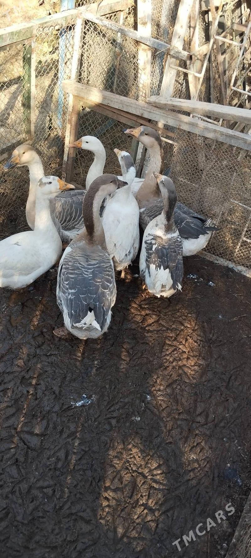 Gus Martin arassa - Bagyr - img 4