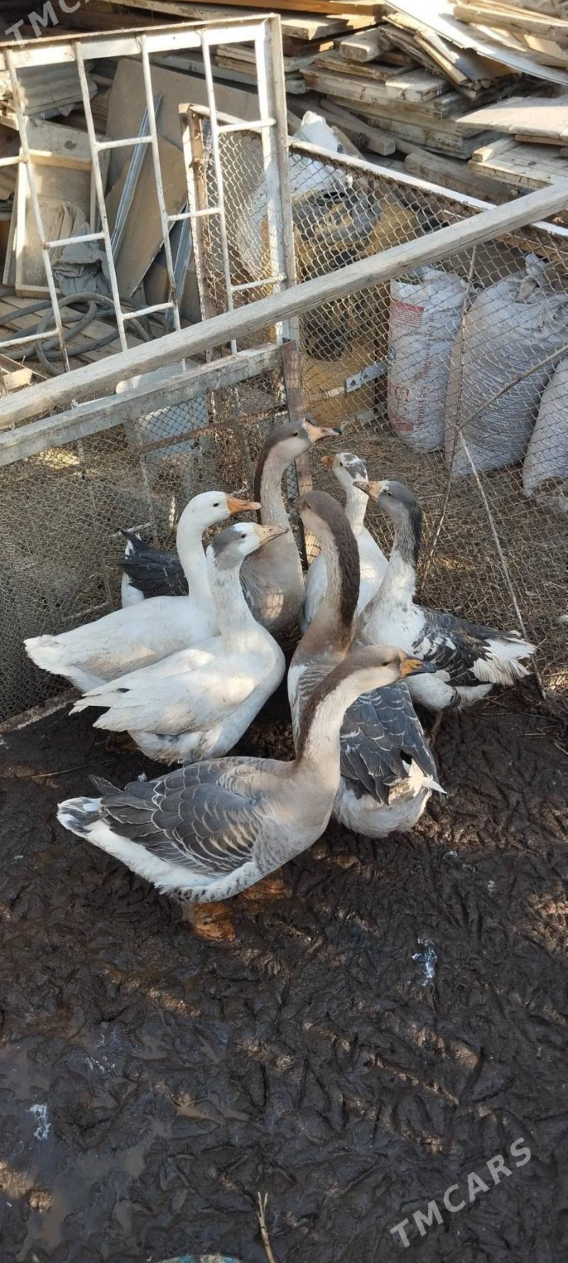 Gus Martin arassa - Bagyr - img 3