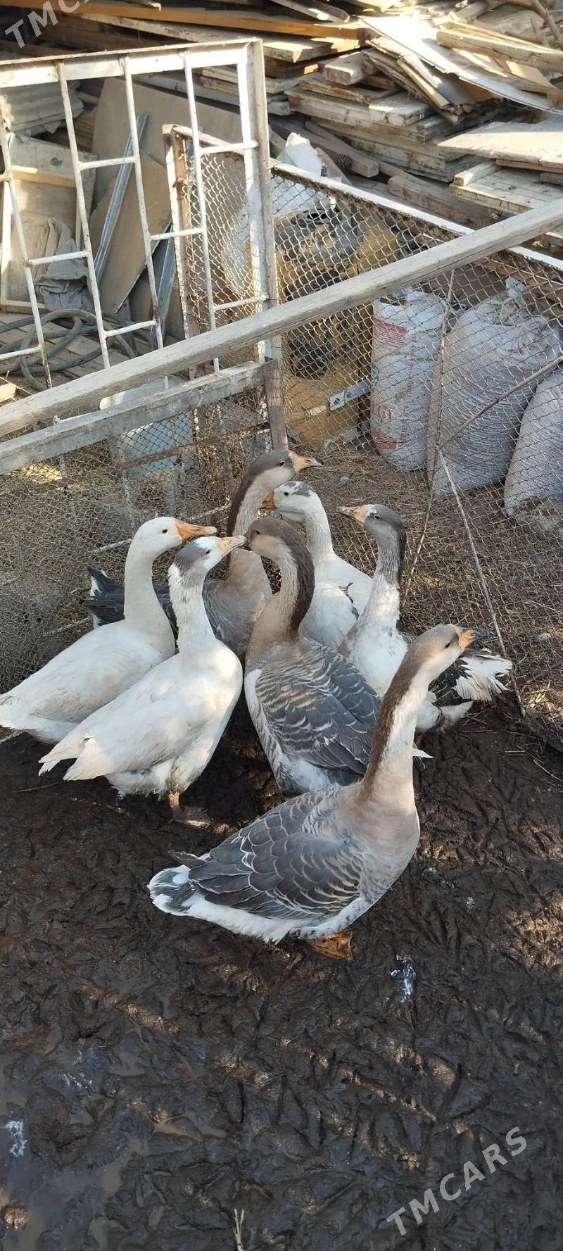 Gus Martin arassa - Bagyr - img 2