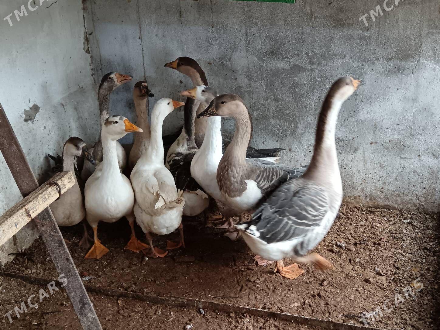 Gus Martin arassa - Bagyr - img 6