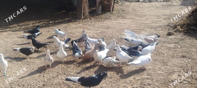 kepdery - Mary - img 5