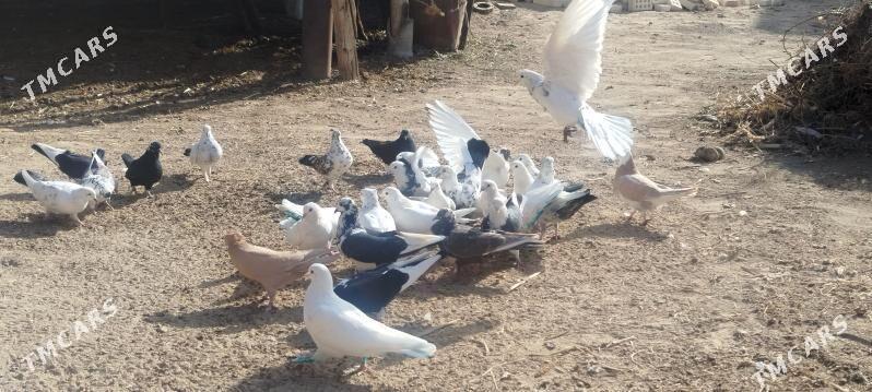 kepdery - Mary - img 7