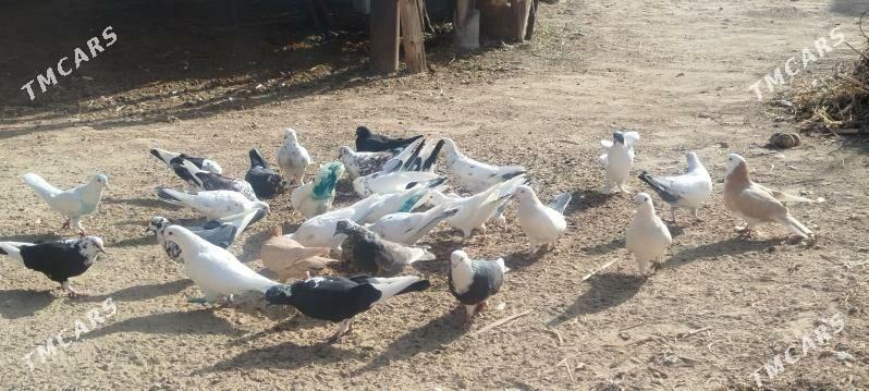 kepdery - Mary - img 2