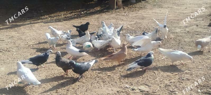 kepdery - Mary - img 3