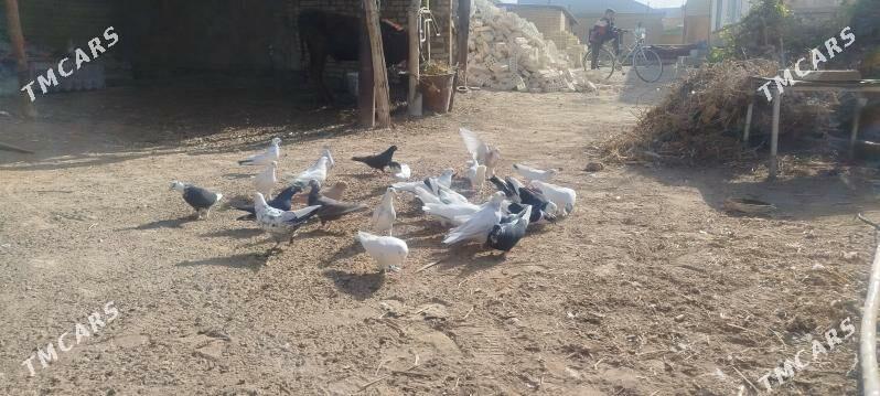 kepdery - Mary - img 6