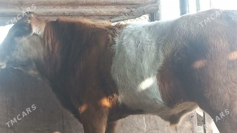 okuz - Гумдаг - img 4