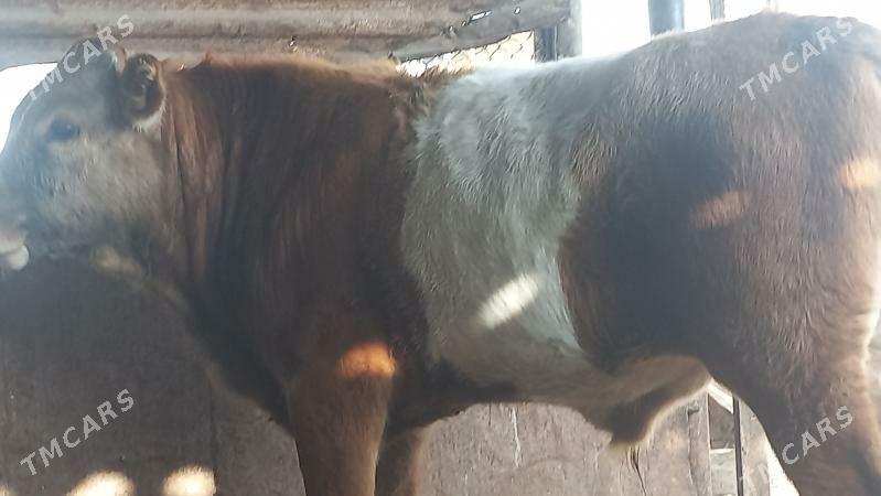 okuz - Гумдаг - img 2