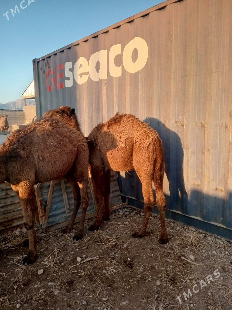 torum - Balkanabat - img 2