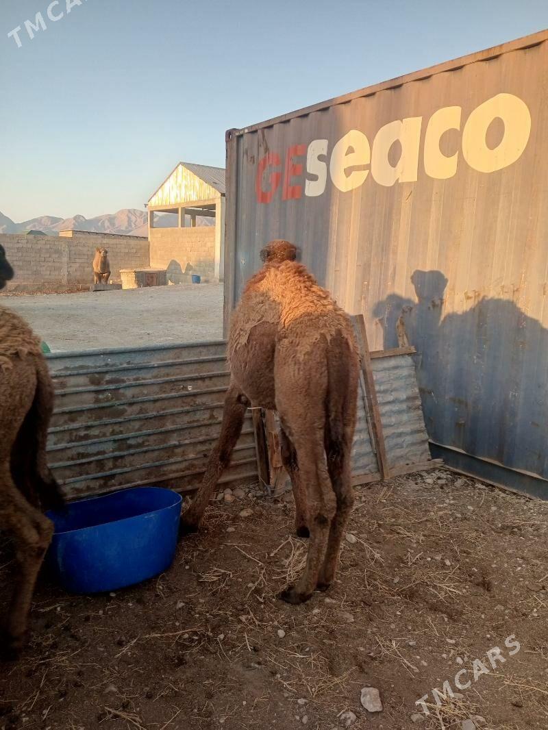 torum - Balkanabat - img 4