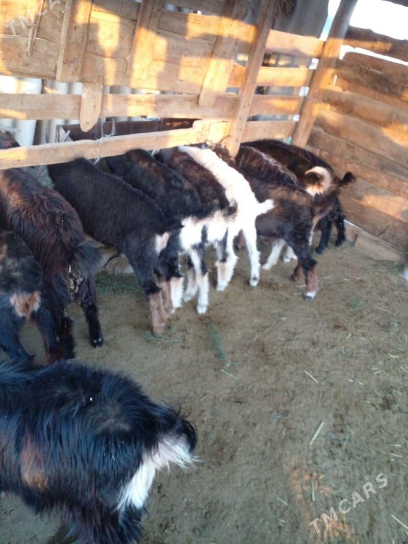 Çebiş dog - Гёкдепе - img 4