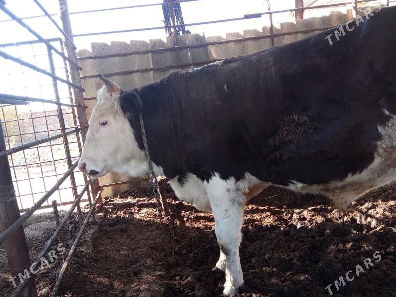 okuz galsteyn 1yas - Туркменгала - img 2