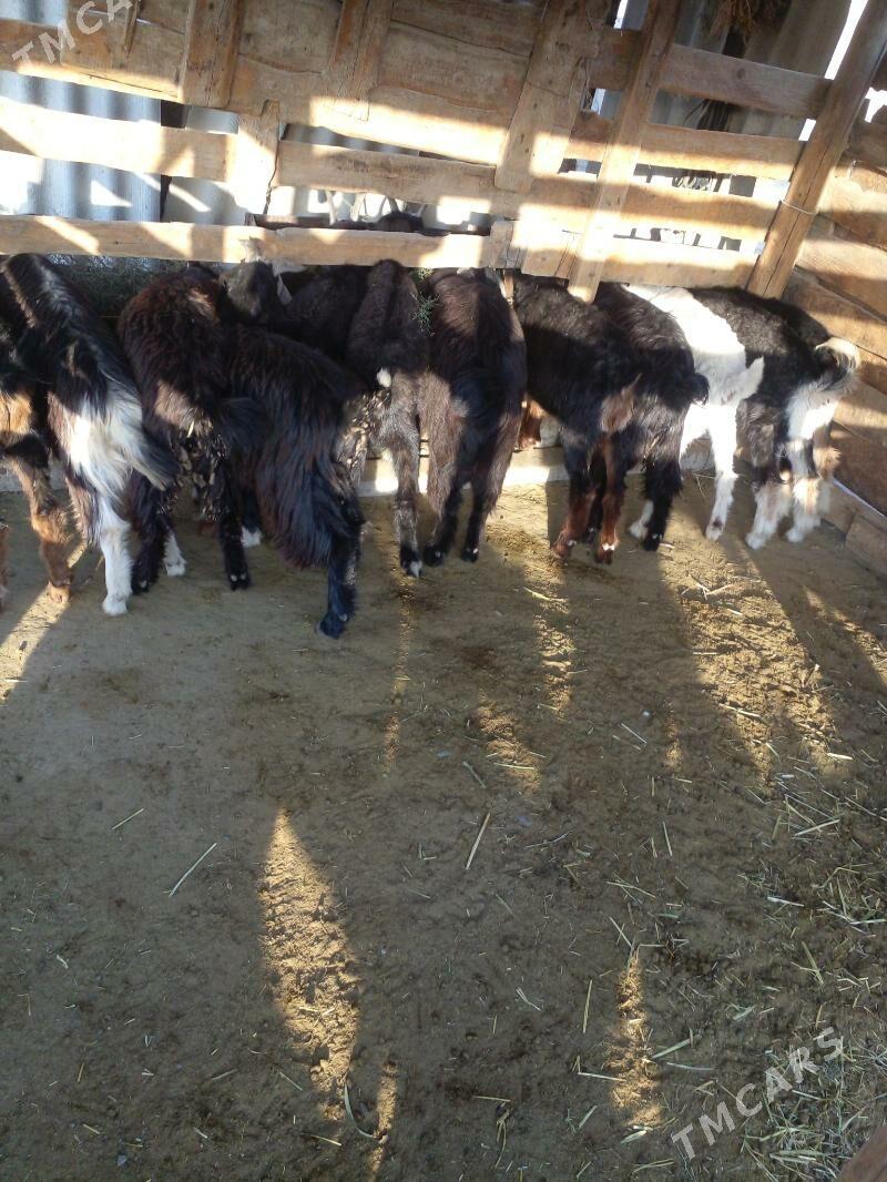 Çebiş dog - Гёкдепе - img 3