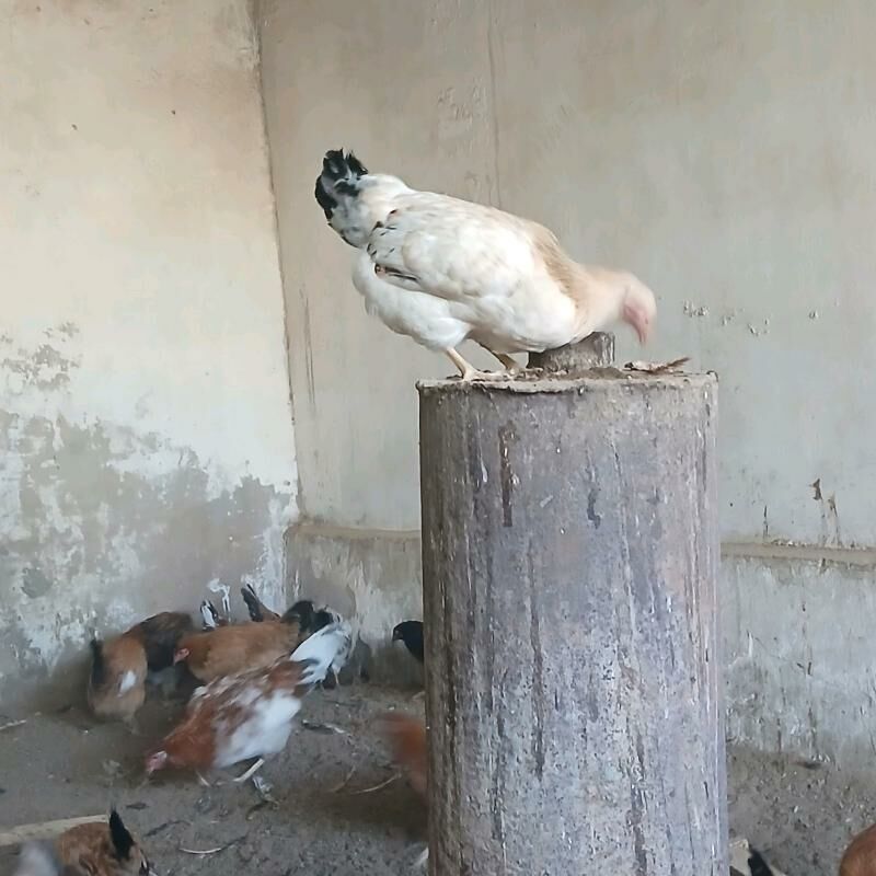 8 aýlyk ýaş towuklar - Balkanabat - img 2