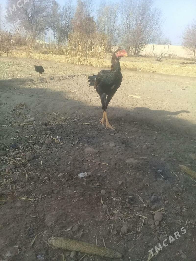 özbek juýje - Gurbansoltan Eje - img 2