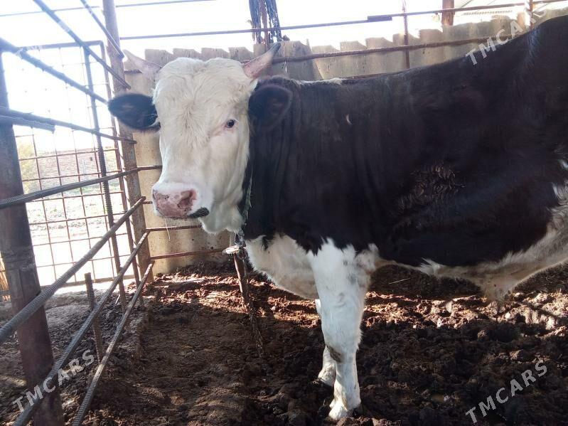 okuz galsteyn 1yas - Туркменгала - img 3