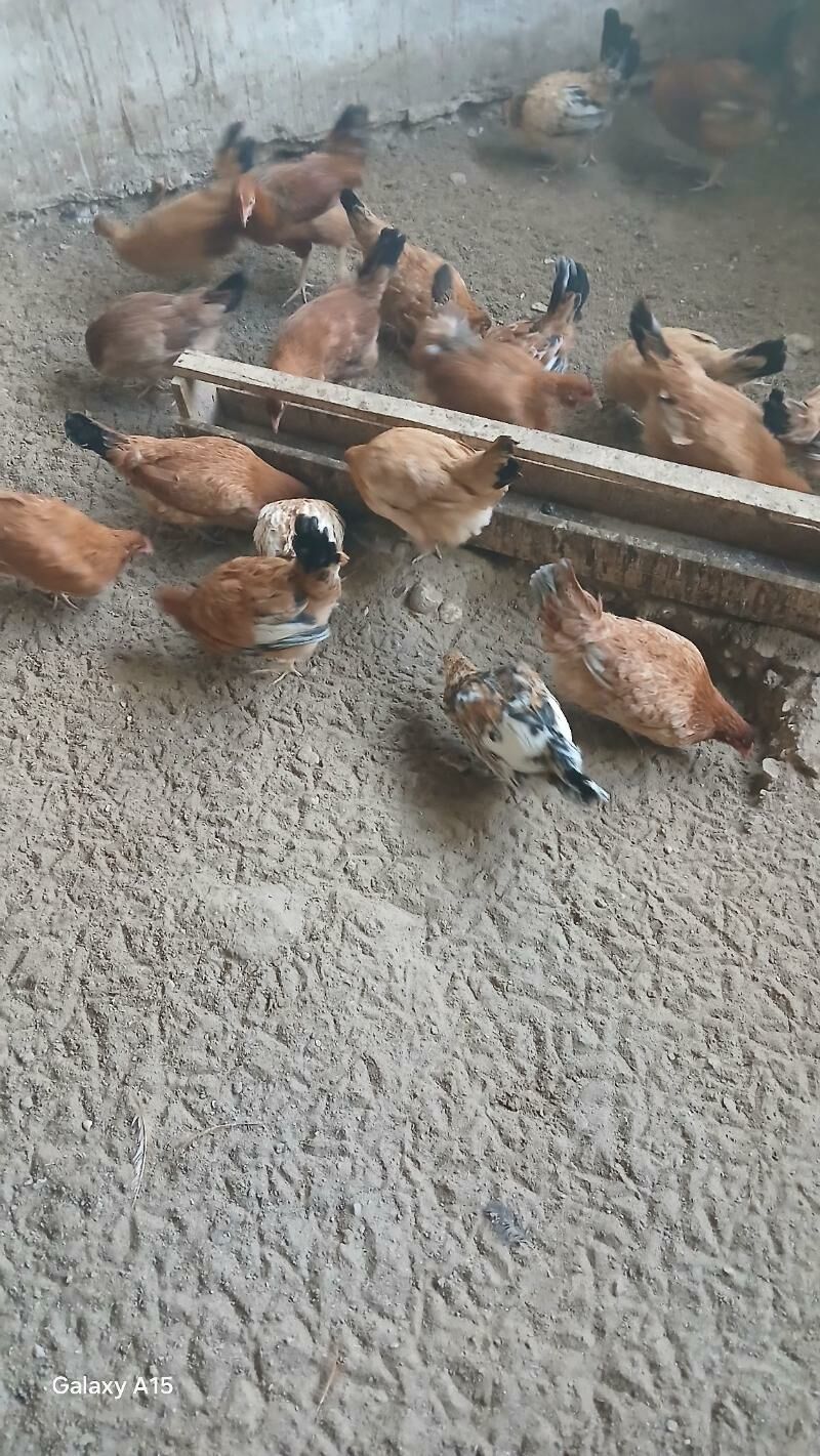 8 aýlyk ýaş towuklar - Balkanabat - img 3