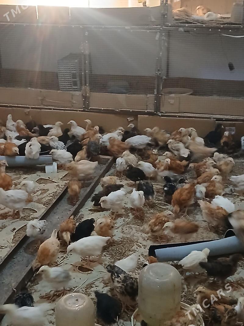 juyje - Murgap - img 5