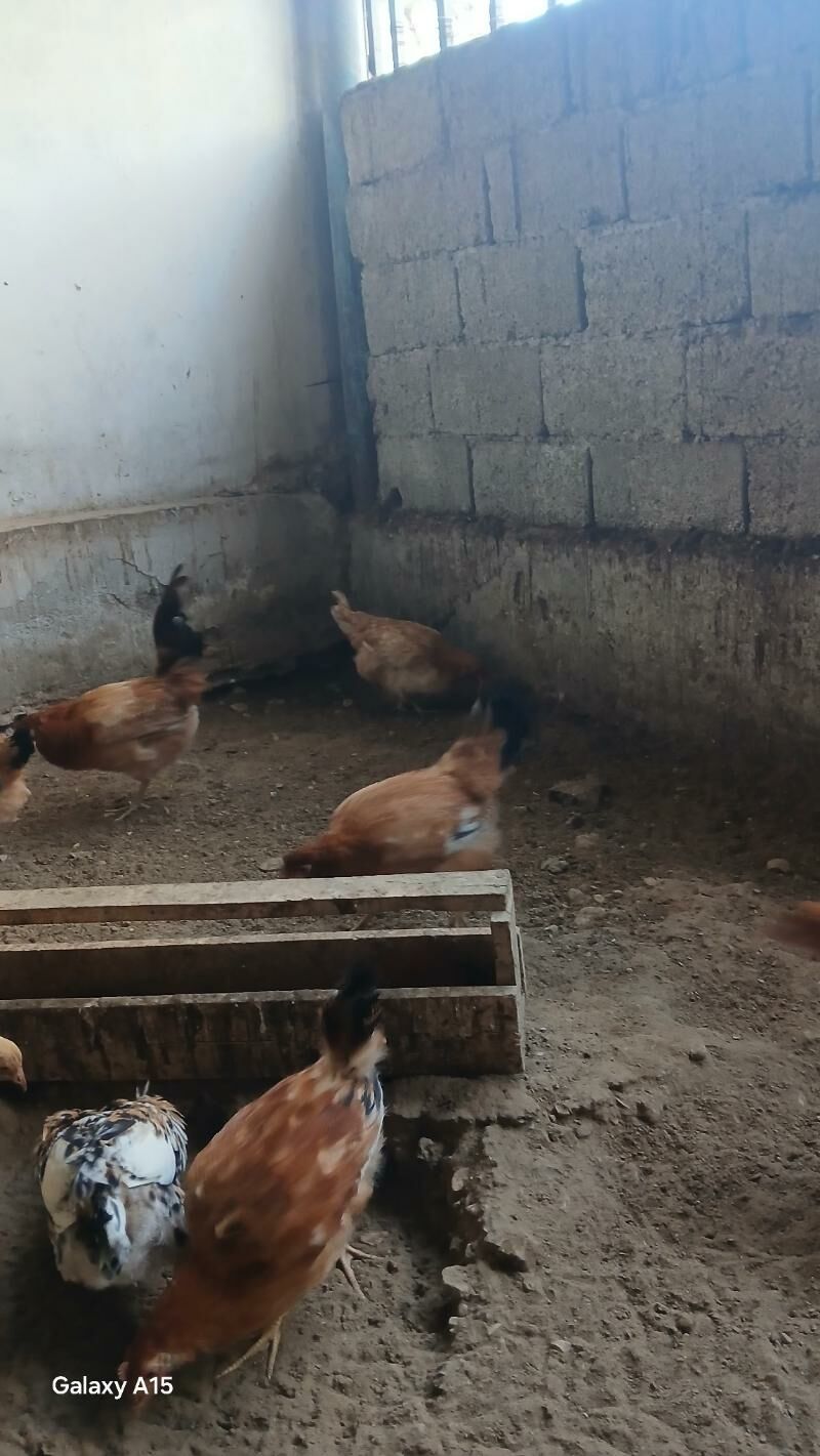 8 aýlyk ýaş towuklar - Balkanabat - img 4