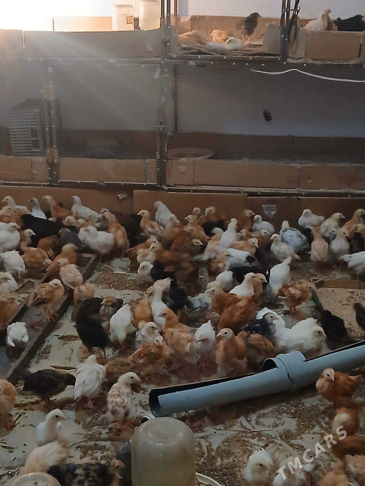 juyje - Murgap - img 6