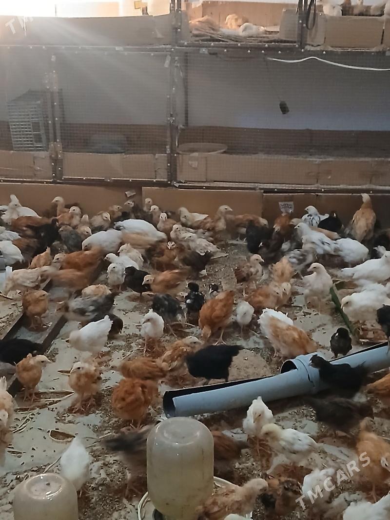 juyje - Murgap - img 4