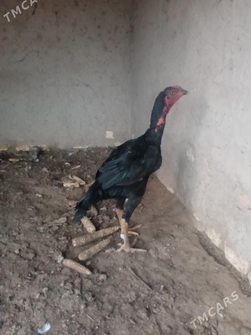 хораз - Шабатский этрап - img 3