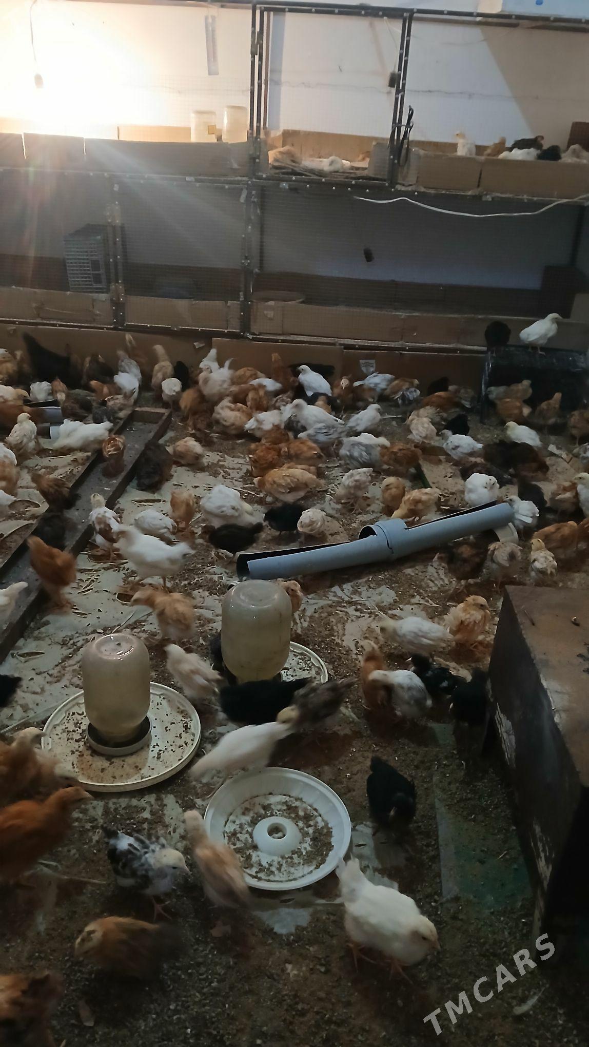 juyje - Murgap - img 3