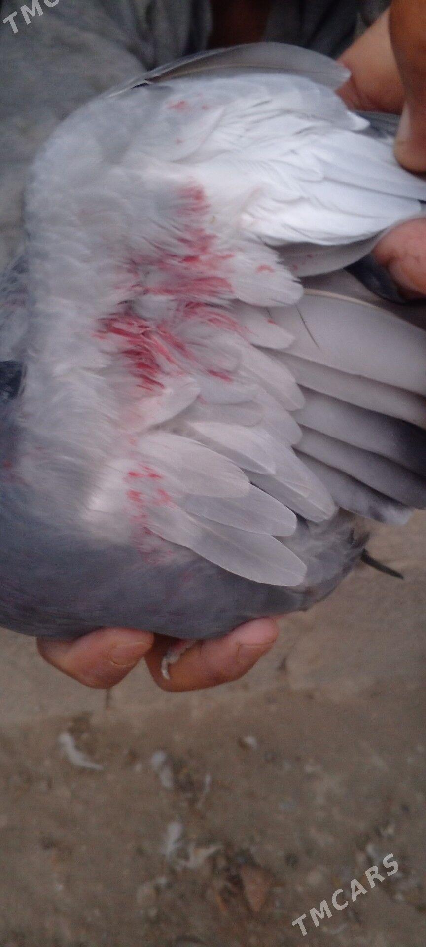 kepderi - Гызыларбат - img 5