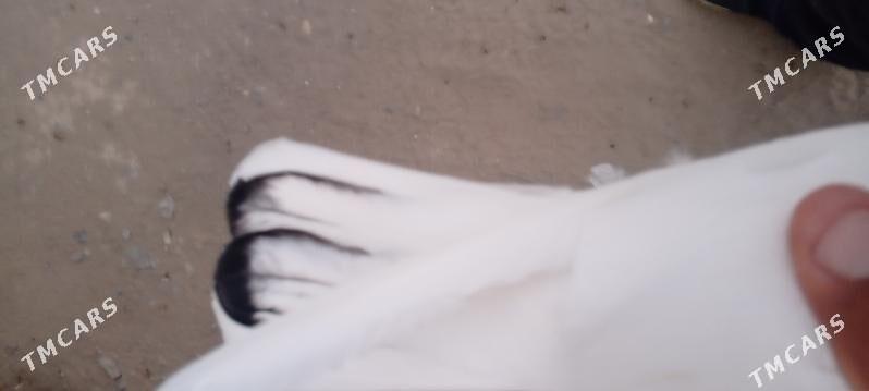 kepderi - Гызыларбат - img 6