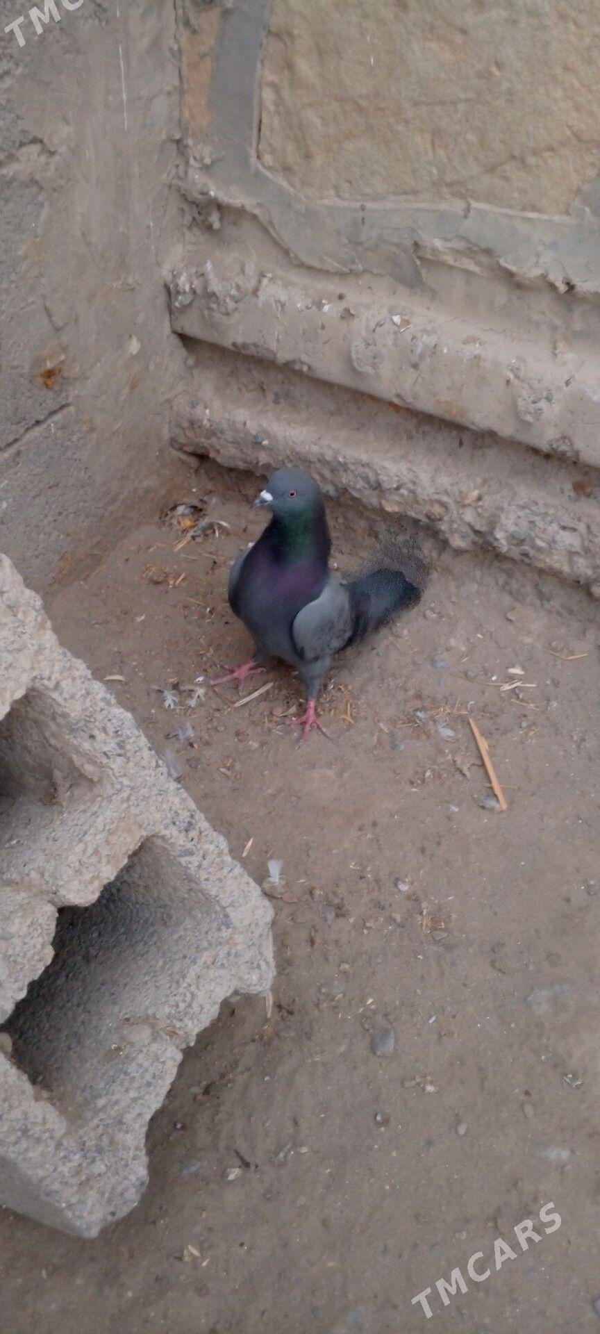 kepderi - Гызыларбат - img 3