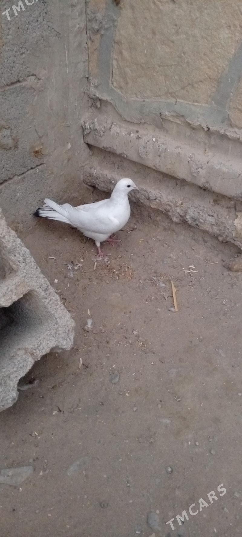 kepderi - Гызыларбат - img 2