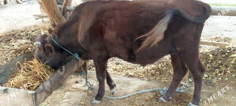 okuz - Dänew - img 4